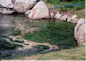 池の排水処理前　アオコの大量発生して悪臭が漂う状態